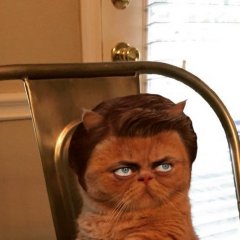 Я кот простой