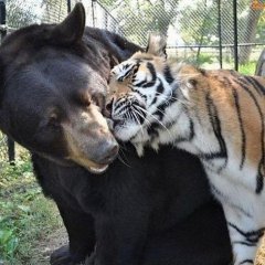 Я люблю тебя  моя тигрица