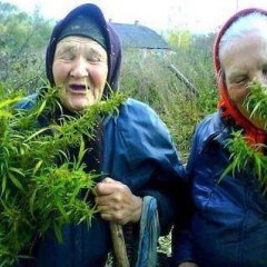БАБКИ КУРЯТ КАНАПЛЮ