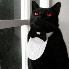 Cat in black