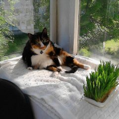 Гоп-котэ