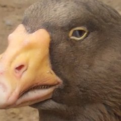 Гусь