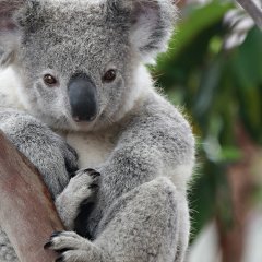 Коала из крыма