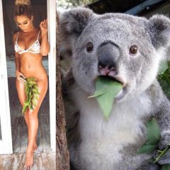 Коала