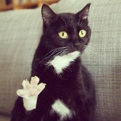 Кот дай пять