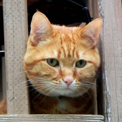 Кот выглядывает из окна