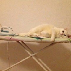 Кот