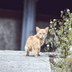 Кот