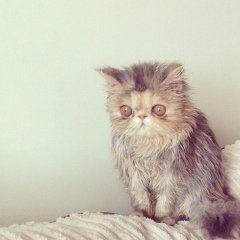 Кот