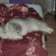 Котэ не доволен