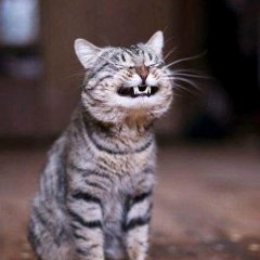 Котееее