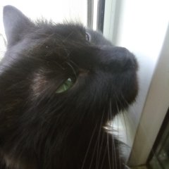 Котэйка