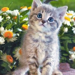 Котейка