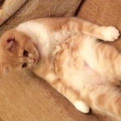 Котик лижит