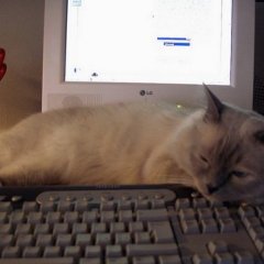 КОТИК