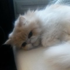 Котик