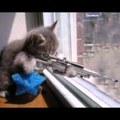 Котёнок снайпер
