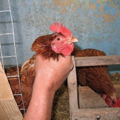 Куриный петух