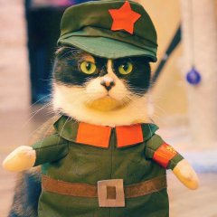 Лапки