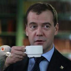 Медведев и голубь
