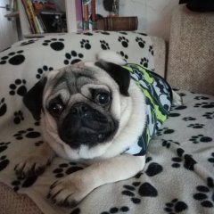 Mops couch