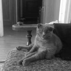Мой кот