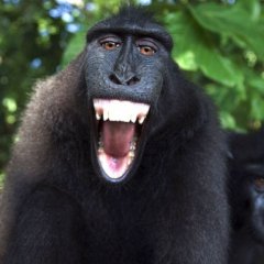 Обезьяна-un-macaque-se-prend-selfie-une