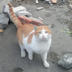 Рыже-белая кошка