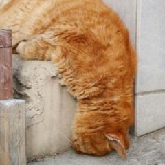 Спящий кот