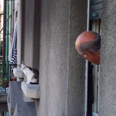 Удивлённый кот