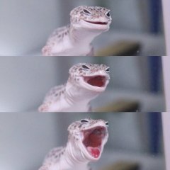 Змея