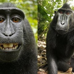 A monkey