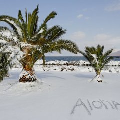 Алоха блеать