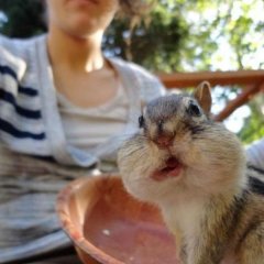 Бурундук