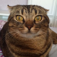 ЧТООО