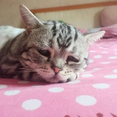 Грустная кошка