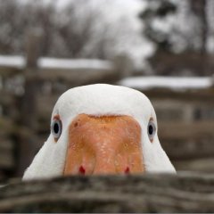 Гусь разведчик