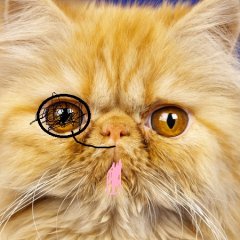 Кот ХОЛМС