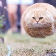 Кот-НЛОт