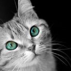 Котэ пялится на тебя