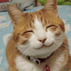 Котэ улыбка