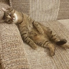 Котэ