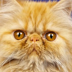 Котик