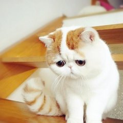 Котик