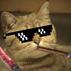 Кото Глобал