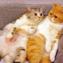 Коты