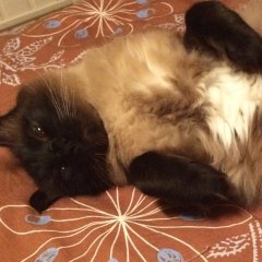 Лежачий кот