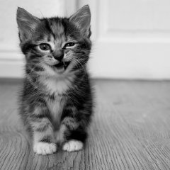 Лыбящееся котэ