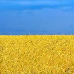 Небо пшэница украина