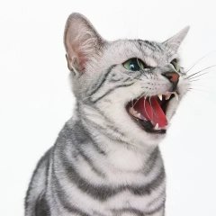 Орущий кот